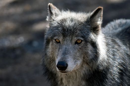 The next wolves to be released in Colorado as part of the state's reintroduction effort will come from a neighboring country rather than another state, officials said Friday.