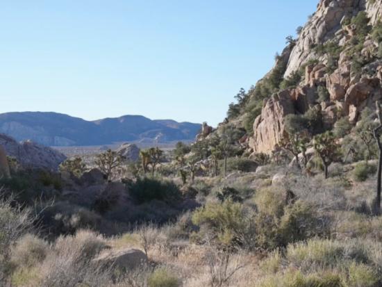 Rocks, hills, trees and undergrowth at the site of the proposed Chuckwalla National Monument in California