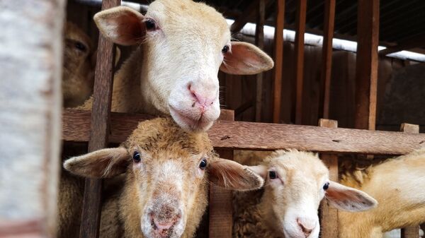 sheeps in a cage