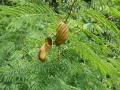 Acacia (Acacia brevispica) pods and leaves