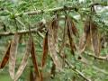 Acacia (Acacia oerfota) pods