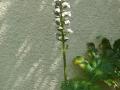 Acanthus (Acanthus mollis)