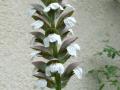 Acanthus (Acanthus mollis)