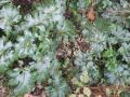 Acanthus (Acanthus mollis), leaves, Toulouse, France