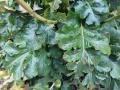 Acanthus mollis leaves