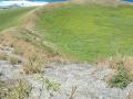 Achyranthes (Achyranthes aspera) habitat, Hawaii