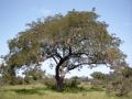 African locust bean (Parkia biglobosa) tree, habit, Burkina Faso