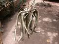 African locust bean (Parkia biglobosa), young pods, Burkina Faso