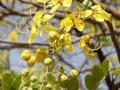 African laburnum (Cassia sieberiana) flowers