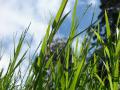 African couch grass (Digitaria abyssinica), habit, Maui, Hawaii