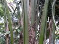 African palm oil (Elaeis guineensis), fronds and leaves, Kew Gardens, London