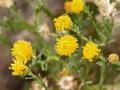 African sheepbush (Pentzia incana) flowers