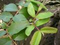 Guava (Psidium guajava) leaves, Oahu, Molii, Hawaii