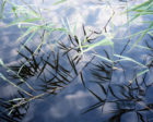 Marius Schultz crossing-reeds large