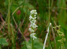 Bog orchid, Habenaria dilatata, ocassional found near stream banks and wet meadows such as Spring Park at the Tenderfoot Creek Experimental Forest.