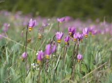 Dodecatheon pulchellum, common spring flower found in many of Tenderfoot Creek Experimental Forest’s natural open meadows.