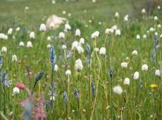 Prarie smoke (Geum triflorum), camas (Camassia quamash) and American bistort (Polygonum bistriodes) growing in the Sheep Creek drainage below the Tenderfoot Experimental Forest.