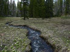 Spring photo of Upper Sun Creek.