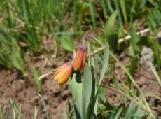 Fritilaria pudica, common spring forb growing in Dry Park.