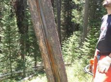 Assessing a fire-scarred lodgepole pine tree