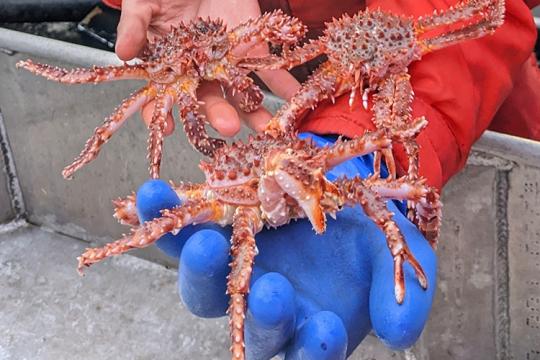 Blue gloved hand holding three crabs on a ship