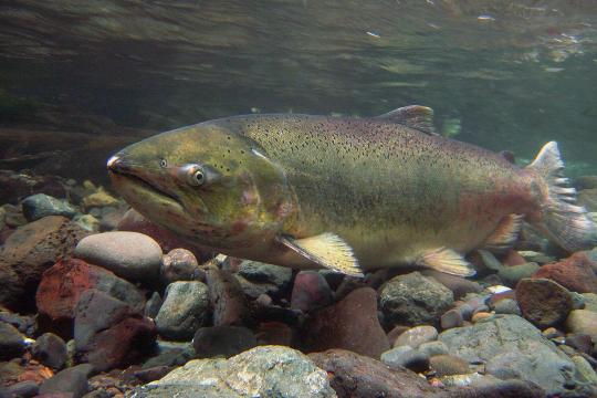 Chinook salmon along a rocky river bed