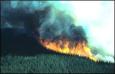 Flames and smoke visible above a forested area