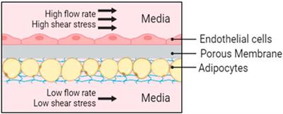 Optimization and validation of a fat-on-a-chip model for non-invasive therapeutic drug discovery