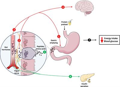 Impacts of dietary animal and plant protein on weight and glycemic control in health, obesity and type 2 diabetes: friend or foe?