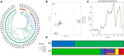 Establishment and application of a SNP molecular identification system in Grifola frondosa