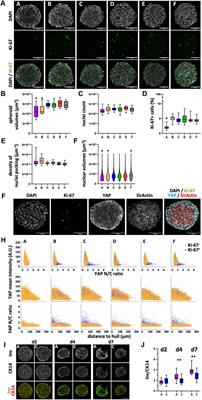 A multiparametric analysis including single-cell and subcellular feature assessment reveals differential behavior of spheroid cultures on distinct ultra-low attachment plate types