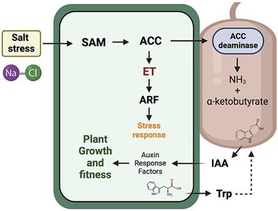 Trichoderma and Bacillus multifunctional allies for plant growth and health in saline soils: recent advances and future challenges