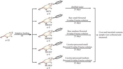 Licorice processing involving functions of Evodiae Fructus on liver inflammation and oxidative stress are associated with intestinal mucosal microbiota