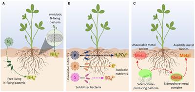 Plant-microbe interactions in the rhizosphere for smarter and more sustainable crop fertilization: the case of PGPR-based biofertilizers