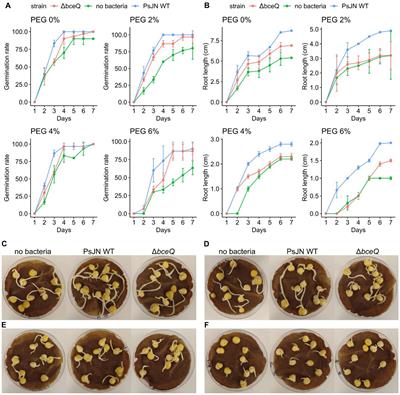 Exopolysaccharide is required by Paraburkholderia phytofirmans PsJN to confer drought-stress tolerance in pea