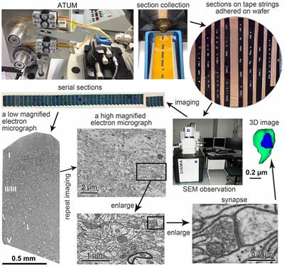 Large Volume Electron Microscopy and Neural Microcircuit Analysis