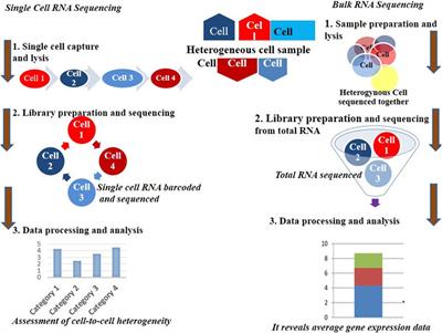 Advancements in single-cell RNA sequencing and spatial transcriptomics: transforming biomedical research