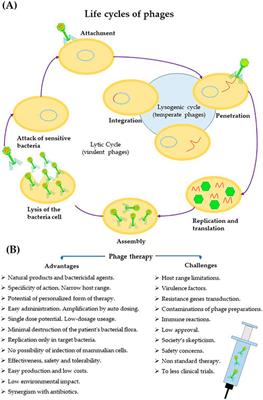 Phages as potential life-saving therapeutic option in the treatment of multidrug-resistant urinary tract infections