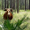 A bull standing in a pine forest with grasses and palmettos in the National Forests in Florida.