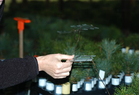 A hand holds a small piece of monitoring equipment in front of pine seedlings.
