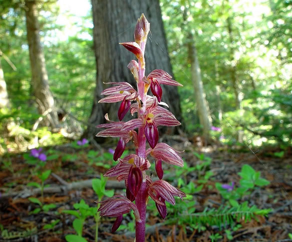 Corallorhiza striata