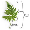 A fern leaf or frond.