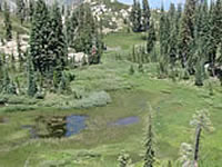 Fen complex on the Plumas National Forest.