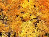 Golden autumn aspens