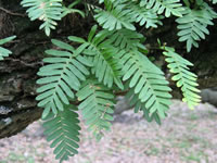 Pleopeltis polypodioides