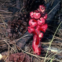 Sarcodes sanginea. Photo by Mark Skinner, courtesy USDA PLANTS Database.