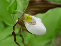 Mountain lady's slipper.