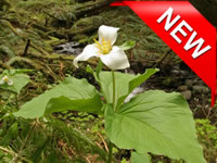 NEW feature! Terrific Trilliums Trillium ovatum var. ovatum.