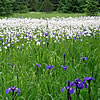 A field of irises.