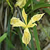 Iris bracteata.